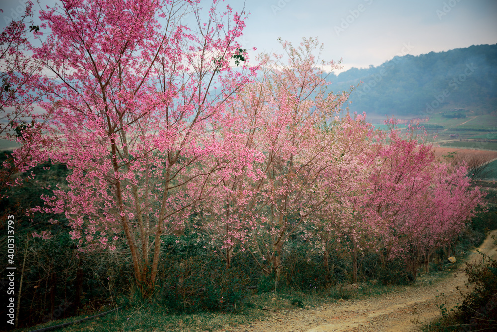 Peach blossom full of flowers on both sides of the road at Da Lat city, Lam Dong, Viet Nam Peach blossom full of flowers on both sides of the road at Da Lat city, Lam Dong, Viet Nam