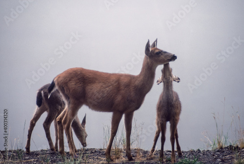 Tender Moment - Black-tailed   Odocoileus hemionus  doe and fawns. Found in western Oregon and through out the Pacific Nortwest.