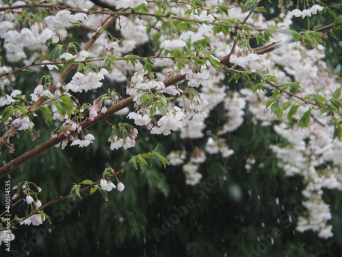 雪と桜