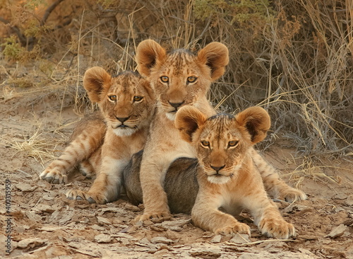 three lion cubs