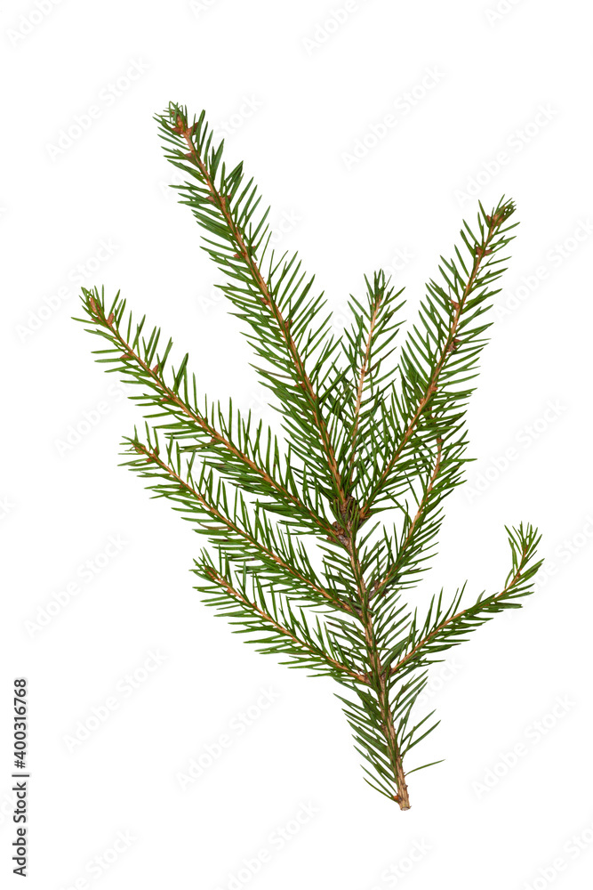 Natural branch of fir Christmas tree on white background, isolated Natural branch of fir Christmas tree on white background, isolated