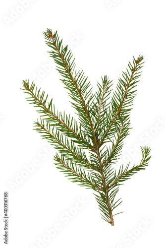 Natural branch of fir Christmas tree on white background  isolated 