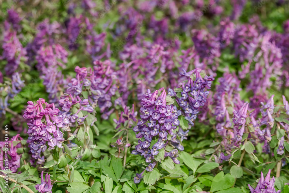 Solid-tubered Corydalis (Corydalis solida) in forest, Central Russia Solid-tubered Corydalis (Corydalis solida) in forest, Central Russia