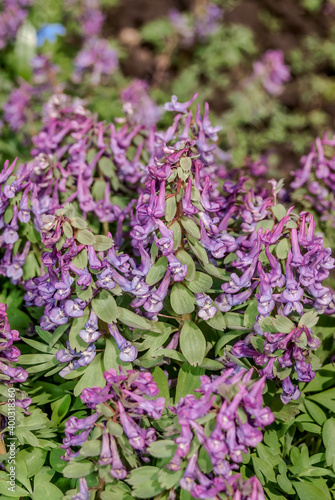 Solid-tubered Corydalis  Corydalis solida  in forest  Central Russia