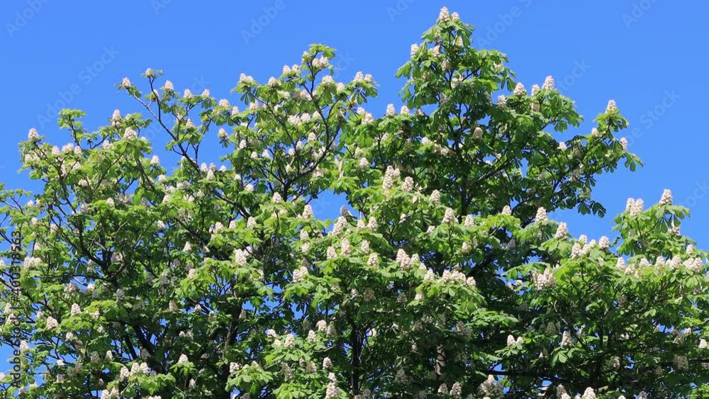 chestnut tree in spring with white flower
chestnut tree in spring with white flower