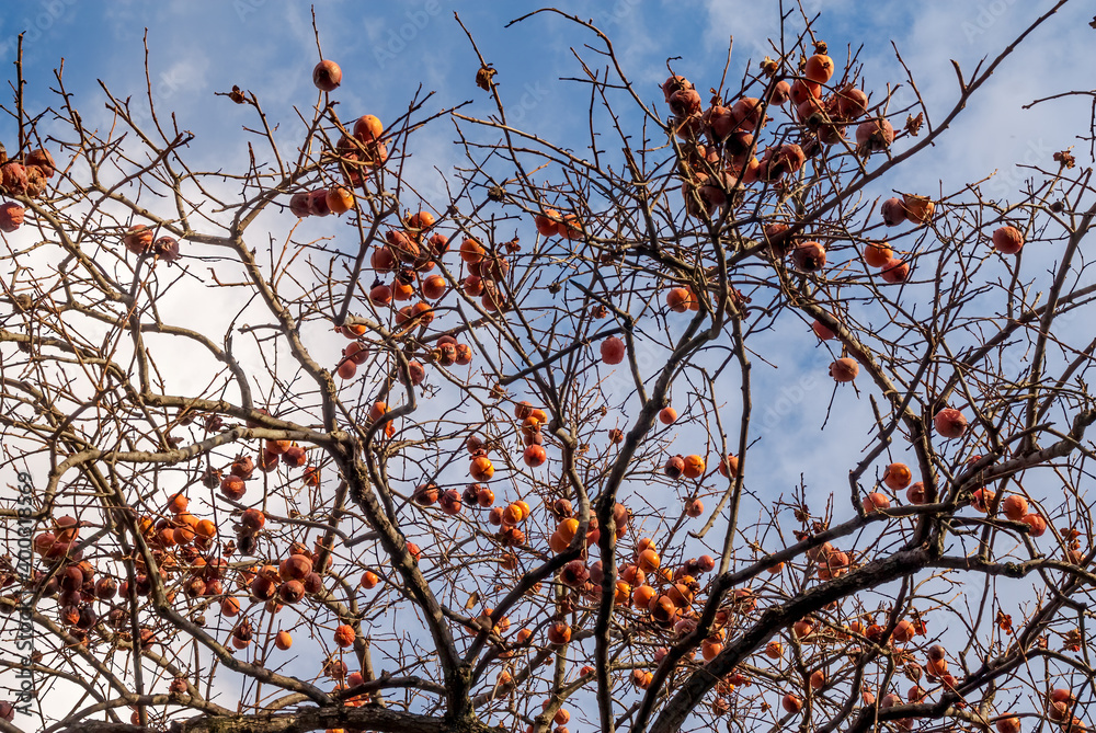 Japanese Persimmon (Diospyros kaki) in orchard, Abkhazia Japanese Persimmon (Diospyros kaki) in orchard, Abkhazia