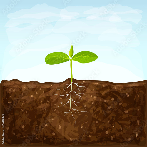 vegetable seedlings growth in fertile ground on blue sky background. one sprout with root system in soil. young green shoot illustration. spring sprout with two small green leaves.eco gardening.