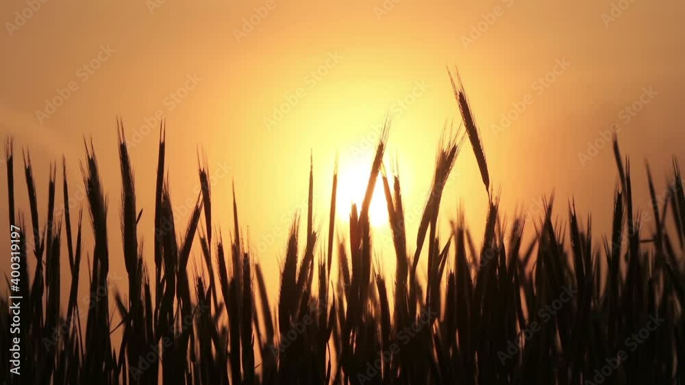 cereal field at spring in the morning, sunrise, time lapse
cereal field at spring in the morning, sunrise, time lapse