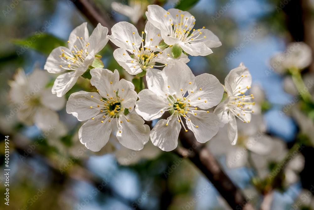 Duke Cherry (Prunus avium x Prunus cerasus) in orchard, Moscow region, Russia Duke Cherry (Prunus avium x Prunus cerasus) in orchard, Moscow region, Russia