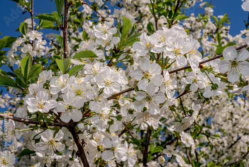 Duke Cherry (Prunus avium x Prunus cerasus) in orchard, Moscow region, Russia