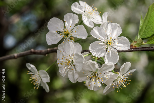 Duke Cherry  Prunus avium x Prunus cerasus  in orchard  Moscow region  Russia