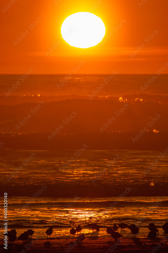 Shorebirds and Sunset along the Washington Coast