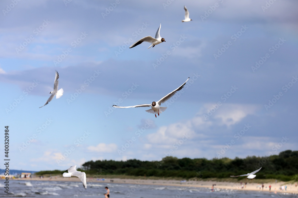 Birds soaring through the air in the sea breeze