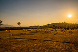 Flock of sheep in Viet Nam, high country farm