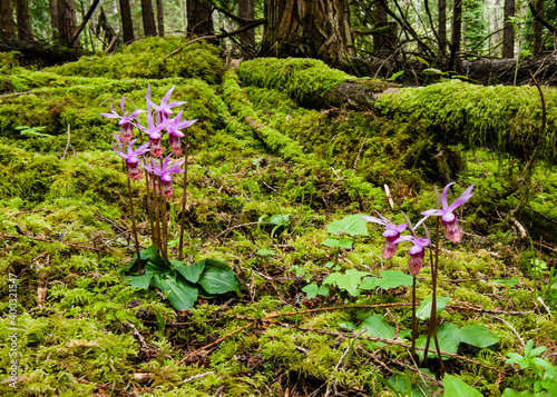 Calypso Orchid (Calypso bulbosa) and moss in forest understory. photo