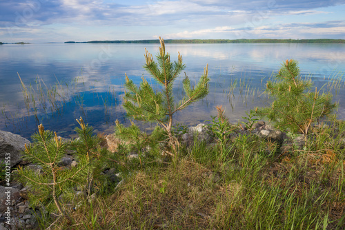 Small young pine trees on the shores of Tuunaansalmi lake in early June morning. Finland photo