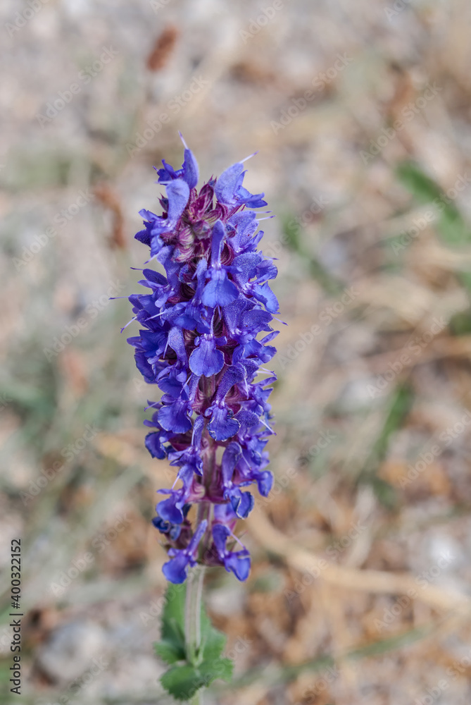 Woodland Sage (Salvia nemorosa) in coastal hills, Crimea Woodland Sage (Salvia nemorosa) in coastal hills, Crimea