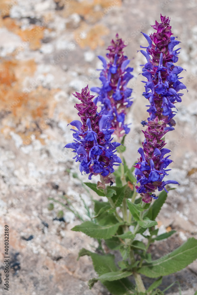 Woodland Sage (Salvia nemorosa) in coastal hills, Crimea Woodland Sage (Salvia nemorosa) in coastal hills, Crimea