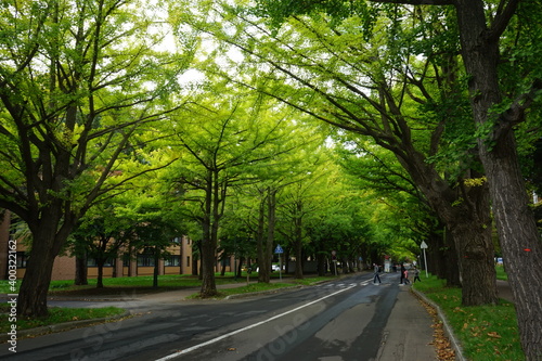 Fototapeta Naklejka Na Ścianę i Meble -  Row of Green ginkgo tree in Sapporo, Hokkaido