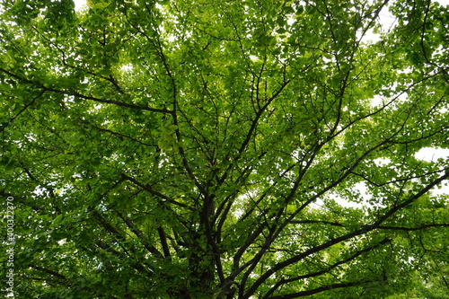 Green ginkgo tree in Sapporo, Hokkaido, japan - 緑の銀杏 札幌 北海道