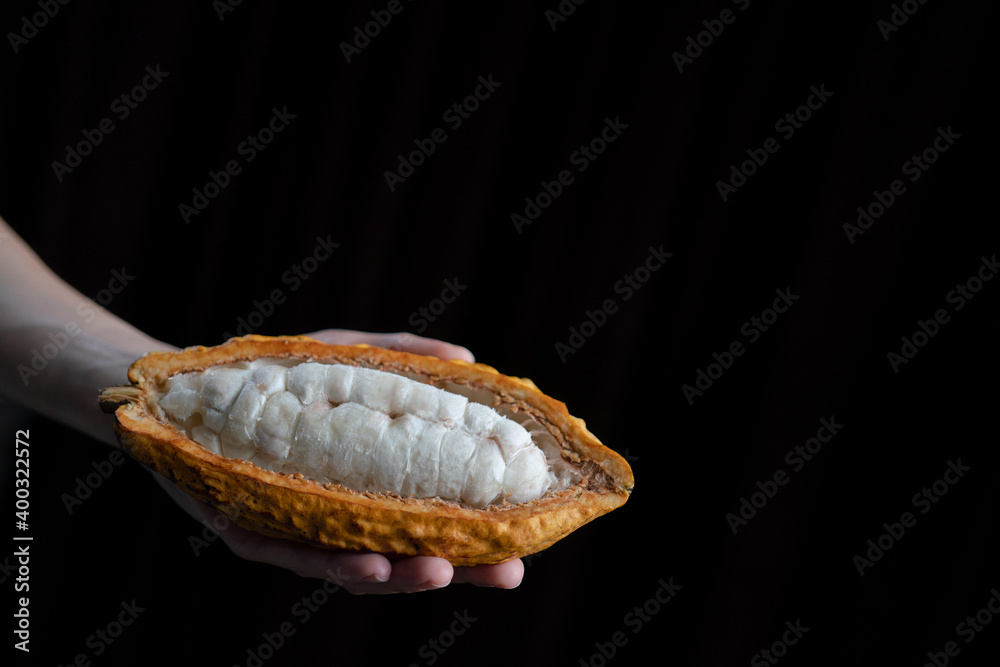 Woman hand holding cutted cocoa pod with beans inside. Fresh cacao at plantation.