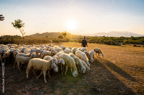 Flock of sheep on the field at sunset in Phan Rang, Ninh Thuan Province, Viet Nam
