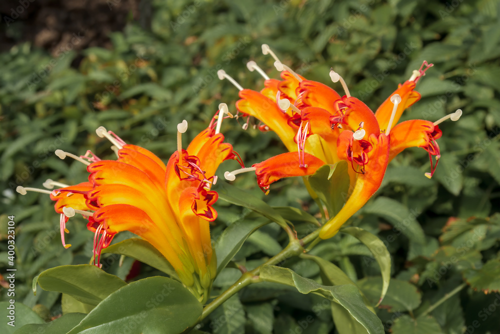 Basket Plant (Aeschynanthus speciosus) in greenhouse Basket Plant (Aeschynanthus speciosus) in greenhouse