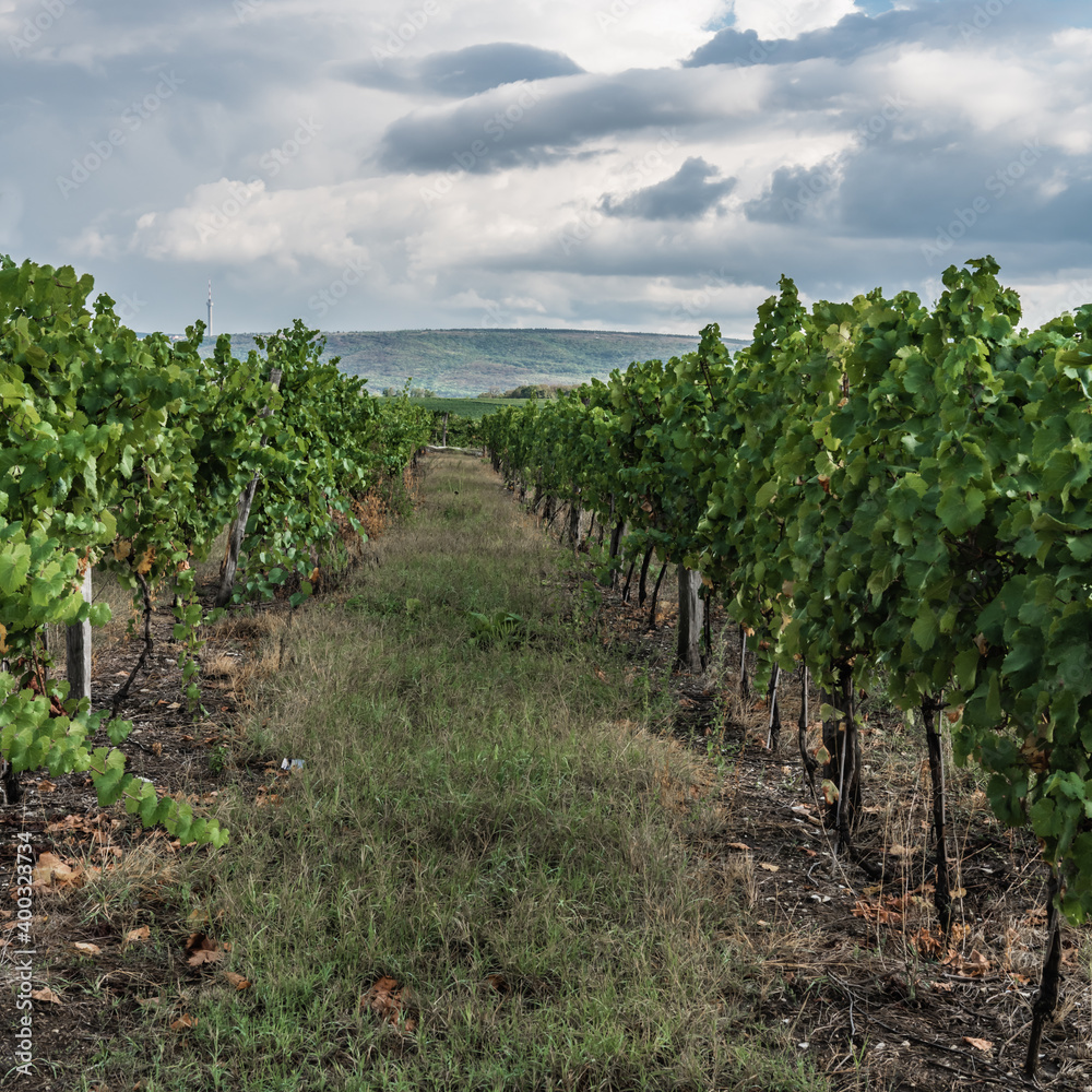 Naklejka premium Evening in the middle of a young vineyard