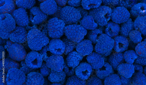 Harvested blue raspberries.