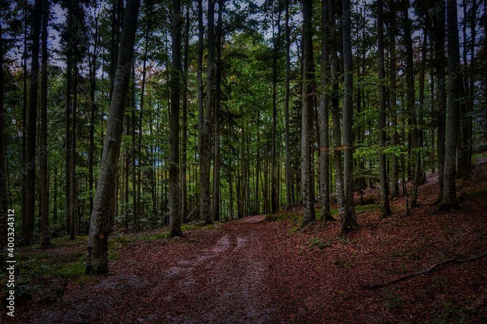 Obraz premium Morgendlicher Waldspaziergang