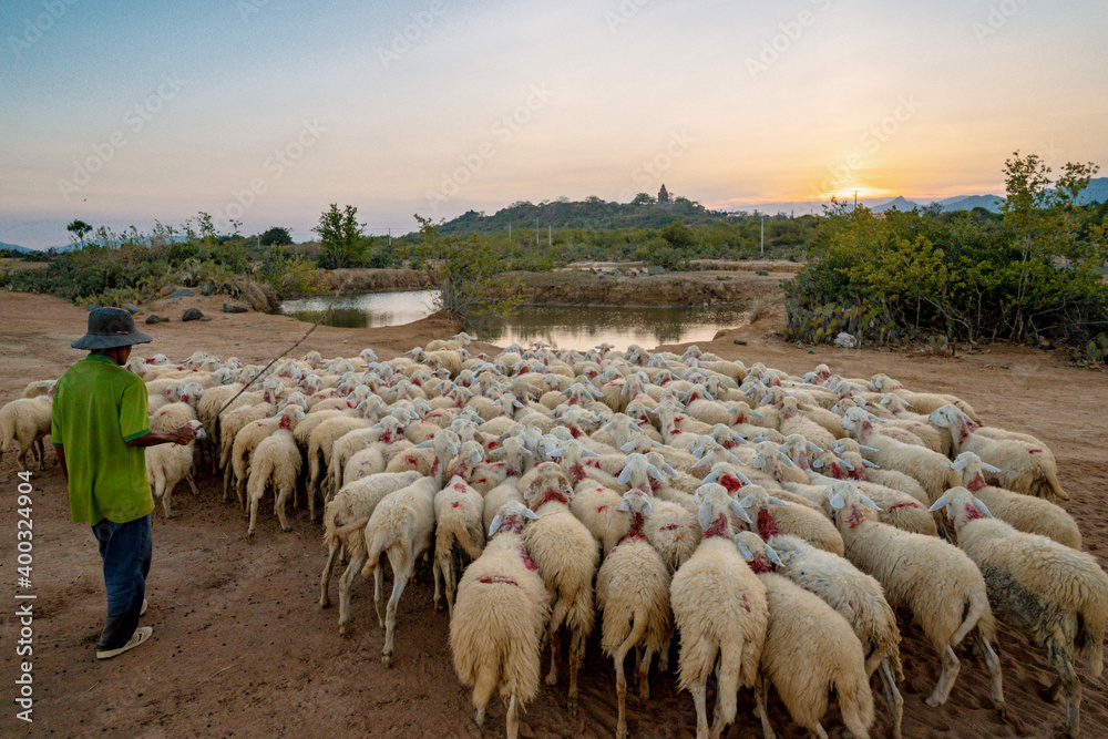 flock of sheep on the field at sunset in Phan Rang, Ninh Thuan Province, Viet Nam