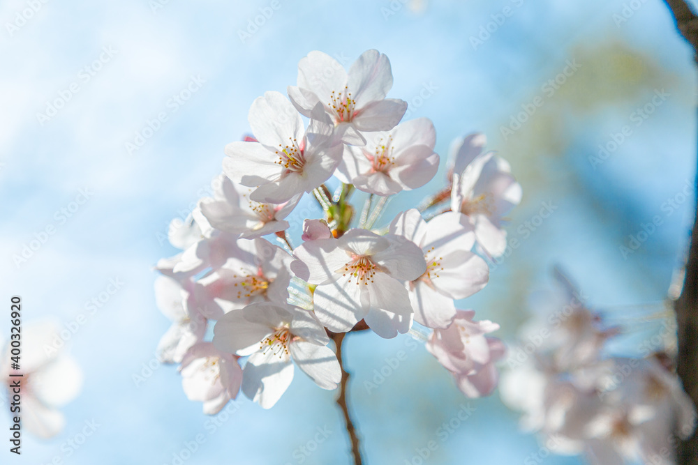 満開の桜（大阪・御霊神社）
