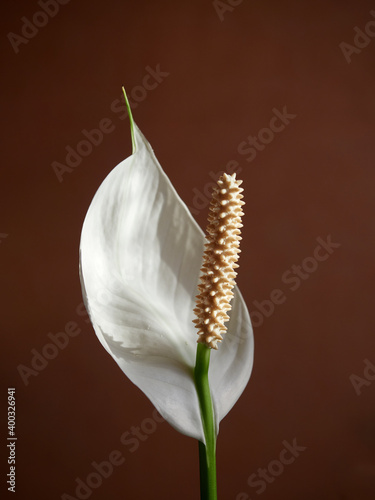 Peace Lily Flower (Spathiphyllum) in greenhouse