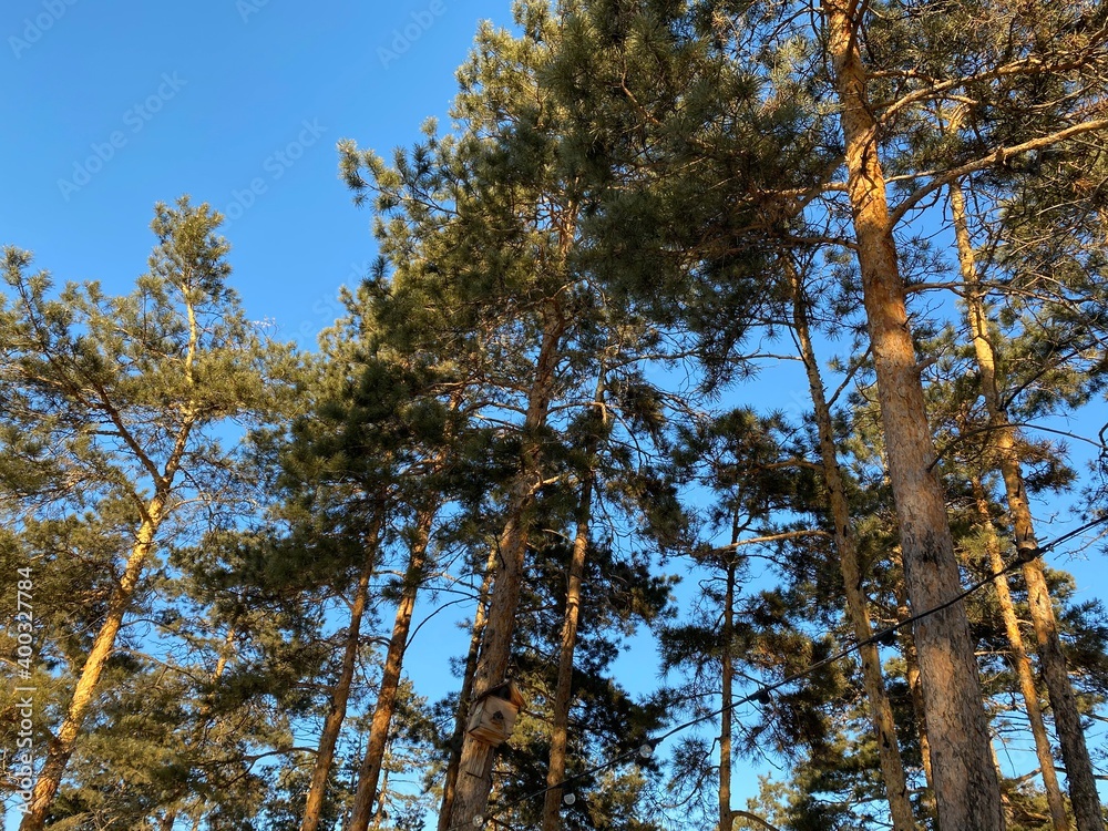 Fototapeta premium trees and sky