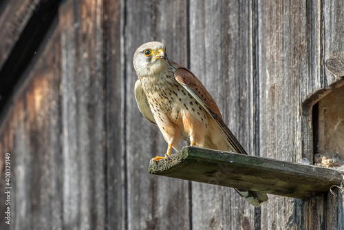 Turmfalke (Falco tinnunculus) Männchen am Nistkasten