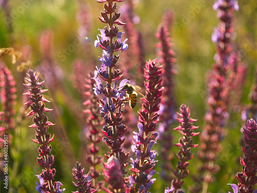 Multicolored wildflowers in the morning sun, beautiful sunlight of golden hue. Ladybug crawling on a stem of grass