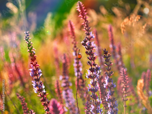 Multicolored wildflowers in the morning sun, beautiful sunlight of golden hue. Ladybug crawling on a stem of grass