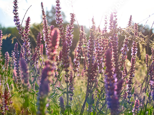 Multicolored wildflowers in the morning sun, beautiful sunlight of golden hue. Ladybug crawling on a stem of grass