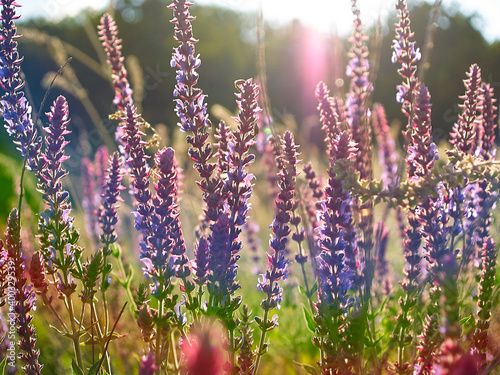 Multicolored wildflowers in the morning sun, beautiful sunlight of golden hue. Ladybug crawling on a stem of grass