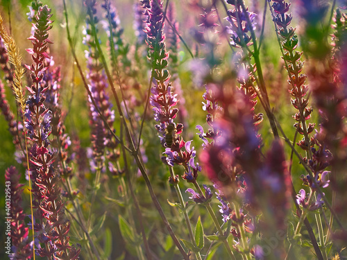 Multicolored wildflowers in the morning sun, beautiful sunlight of golden hue. Ladybug crawling on a stem of grass