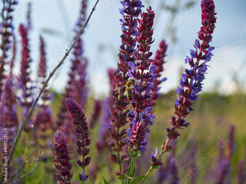 Multicolored wildflowers in the morning sun, beautiful sunlight of golden hue. Ladybug crawling on a stem of grass