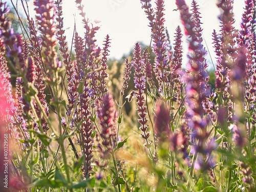 Fototapeta Naklejka Na Ścianę i Meble -  Multicolored wildflowers in the morning sun, beautiful sunlight of golden hue. Ladybug crawling on a stem of grass