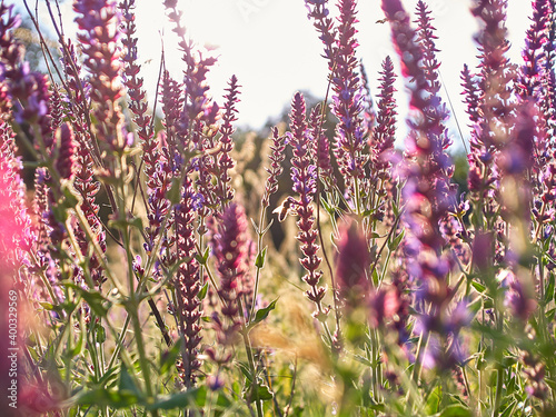 Multicolored wildflowers in the morning sun, beautiful sunlight of golden hue. grass stalks