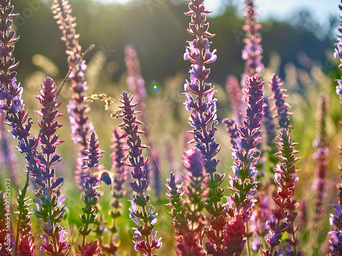 Multicolored wildflowers in the morning sun, beautiful sunlight of golden hue. Ladybug crawling on a stem of grass