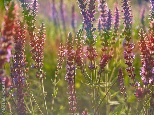 Multicolored wildflowers in the morning sun, beautiful sunlight of golden hue. Ladybug crawling on a stem of grass