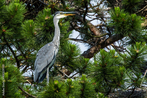 Graureiher (Ardea cinerea) Jungvogel photo