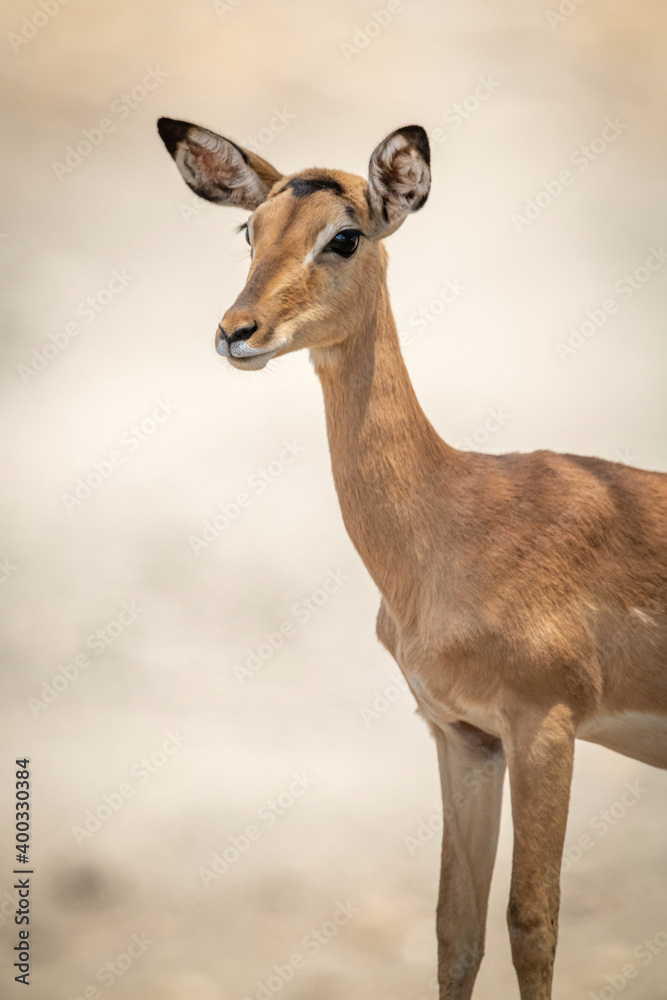 Close-up of female common impala staring left Close-up of female common impala staring left