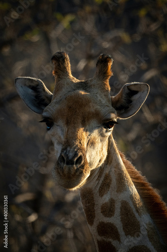 Fototapeta Naklejka Na Ścianę i Meble -  Close-up of face of southern giraffe staring