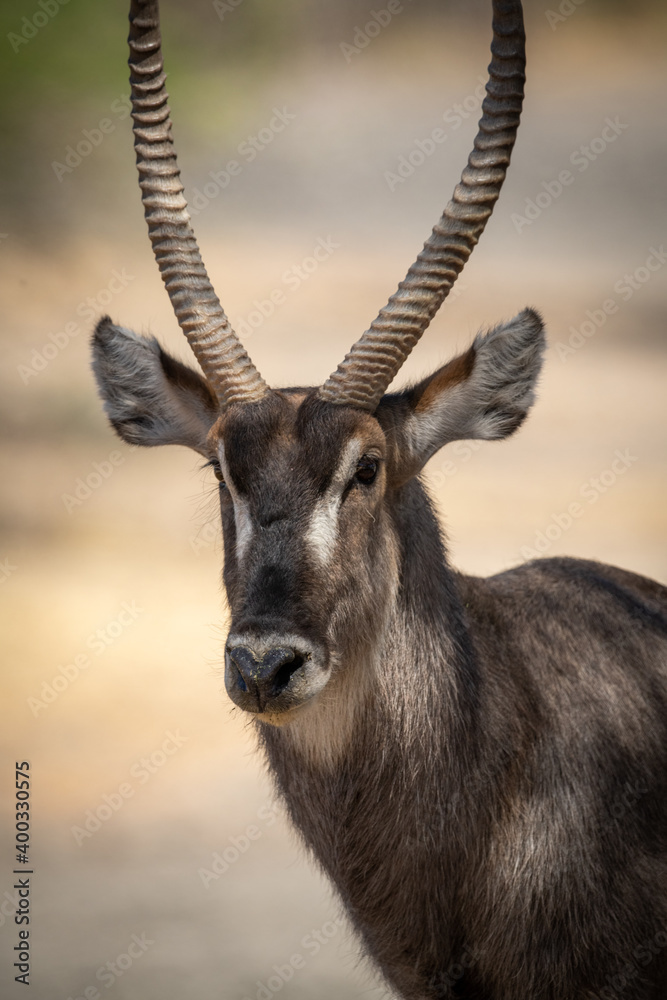 Close-up of male common waterbuck watching camera Close-up of male common waterbuck watching camera