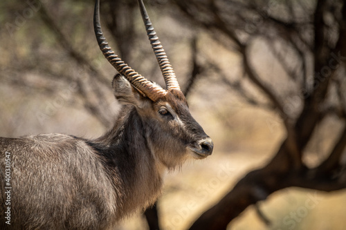 Close-up of male common waterbuck by trees photo